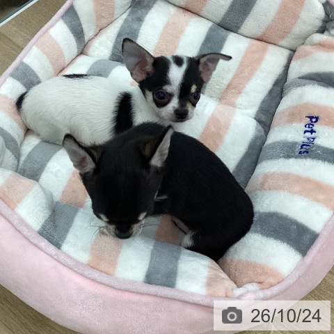 チワワの写真