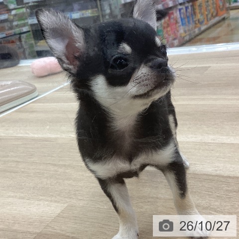 愛知県のチワワ(ロング) (ペットプラス みなと店/2026年8月19日生まれ/女の子/ブラッククリーム)の子犬の4枚目の画像