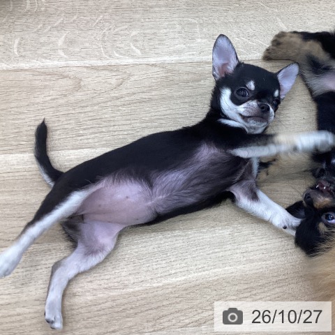 愛知県のチワワ(ロング) (ペットプラス みなと店/2026年8月19日生まれ/女の子/ブラッククリーム)の子犬の3枚目の画像