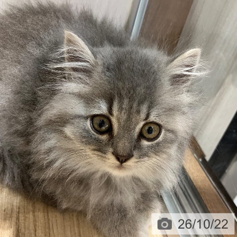 岐阜県のスコティッシュフォールド (ペットプラス 各務原店/2026年8月11日生まれ/男の子/ブルータビー)の子猫の3枚目の画像