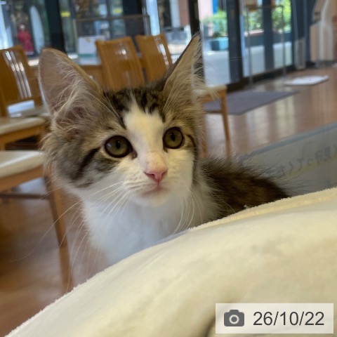 ノルウェージャンフォレストキャットの写真
