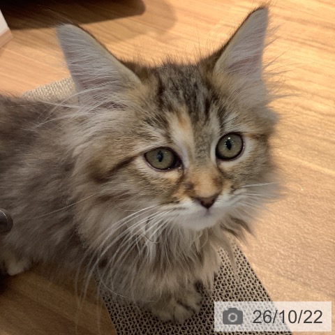 ラガマフィンの写真