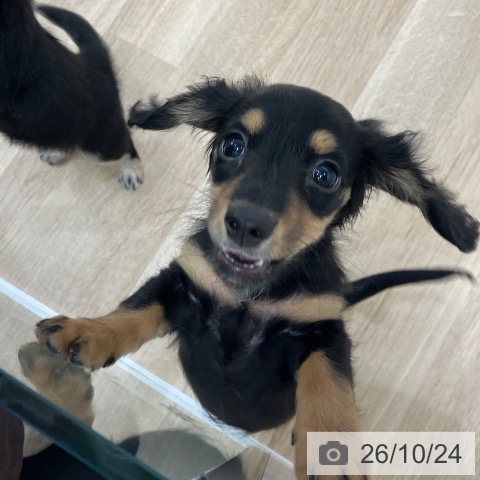 ミニチュア・ダックスフンドの写真