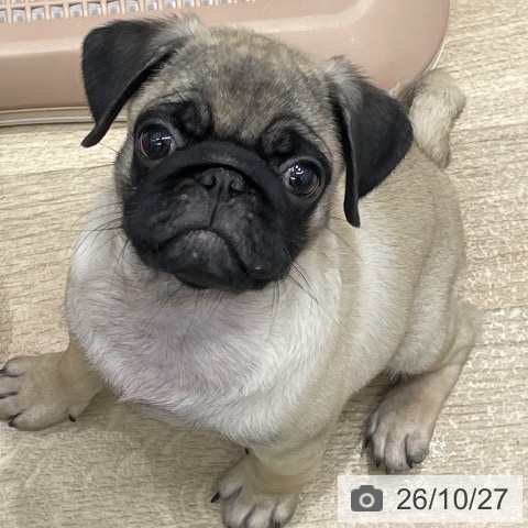 群馬県のパグ (ペットプラス イオンモール太田店/2026年8月16日生まれ/男の子/フォーン)の子犬の3枚目の画像