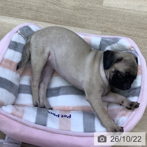 山梨県のパグ (ペットプラス 甲府昭和店/2026年8月16日生まれ/女の子/フォーン)の子犬の3枚目の画像
