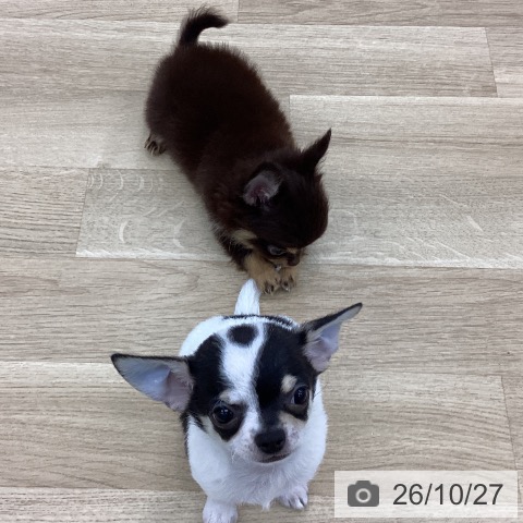チワワの写真
