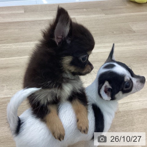 チワワの写真