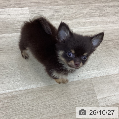 チワワの写真