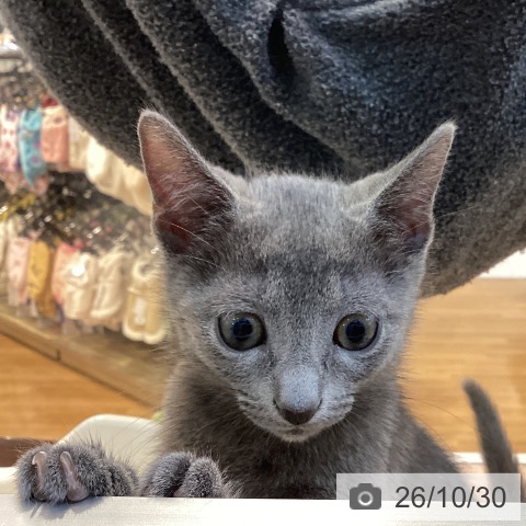 京都府のロシアンブルー (ペットプラス イオンモールKYOTO店/2026年8月14日生まれ/男の子/ブルー)の子猫の3枚目の画像