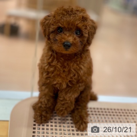 愛知県のトイプードル(トイ) (ペットプラス 名古屋茶屋店/2026年8月21日生まれ/男の子/レッド)の子犬の4枚目の画像