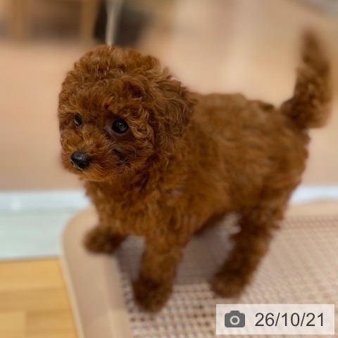 愛知県のトイプードル(トイ) (ペットプラス 名古屋茶屋店/2026年8月21日生まれ/男の子/レッド)の子犬の3枚目の画像