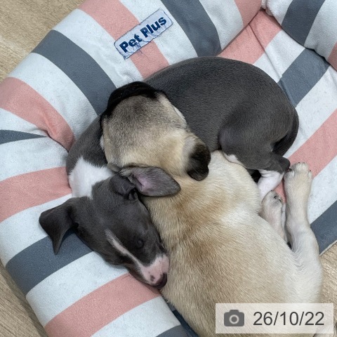 埼玉県のパグ (ペットプラス ららぽーと新三郷店/2026年8月10日生まれ/女の子/フォーン)の子犬の3枚目の画像