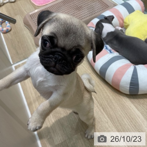 パグの写真