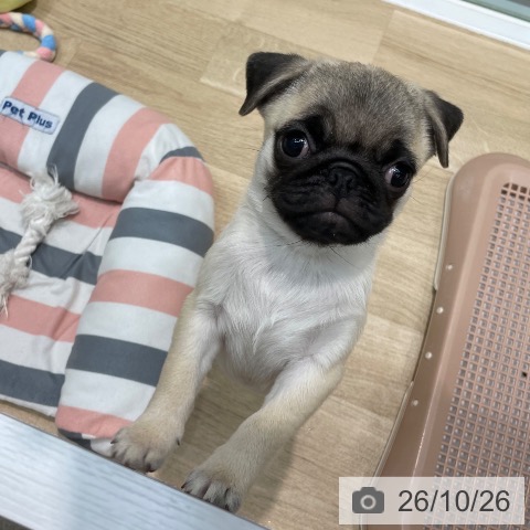 埼玉県のパグ (ペットプラス ららぽーと新三郷店/2026年8月10日生まれ/女の子/フォーン)の子犬の4枚目の画像