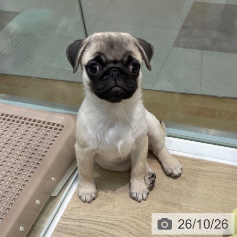 埼玉県のパグ (ペットプラス ららぽーと新三郷店/2026年8月10日生まれ/女の子/フォーン)の子犬の3枚目の画像