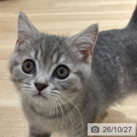 福岡県のスコティッシュフォールド (ペットプラス 小倉南店/2026年8月18日生まれ/男の子/ブルーシルバーマッカレルタビー)の子猫の4枚目の画像