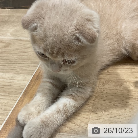 スコティッシュフォールドの写真