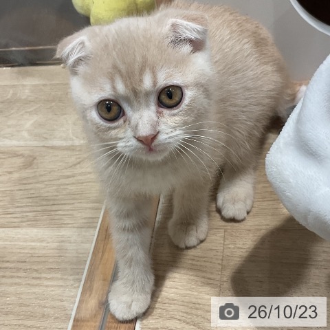 スコティッシュフォールドの写真