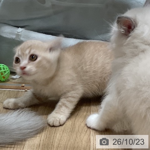 スコティッシュフォールドの写真