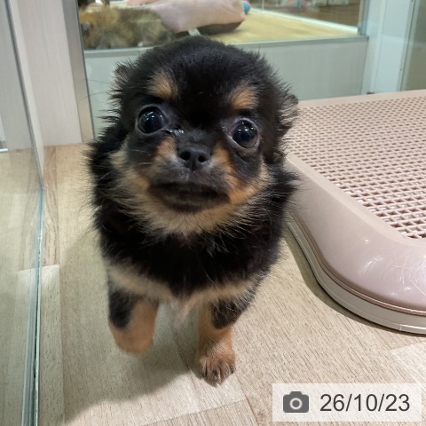 愛知県のチワワ(ロング) (ペットプラス 岡崎店/2026年8月11日生まれ/男の子/ブラックタン)の子犬の4枚目の画像