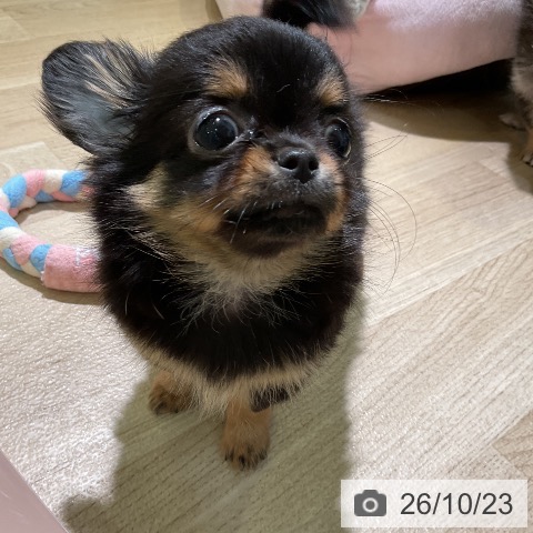 愛知県のチワワ(ロング) (ペットプラス 岡崎店/2026年8月11日生まれ/男の子/ブラックタン)の子犬の3枚目の画像