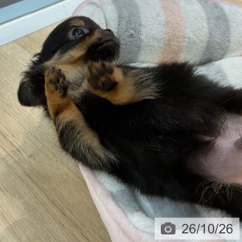 愛知県のチワワ(ロング) (ペットプラス 岡崎店/2026年8月11日生まれ/男の子/ブラックタン)の子犬の4枚目の画像