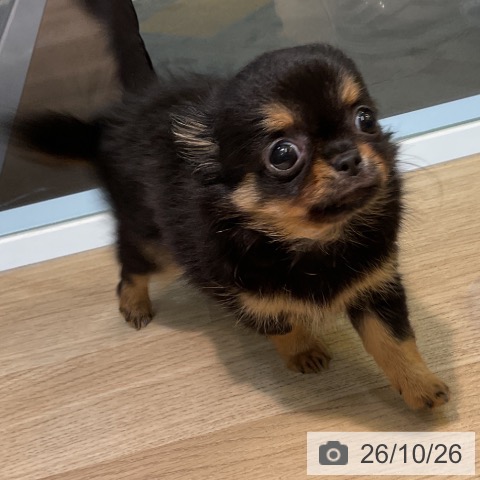 愛知県のチワワ(ロング) (ペットプラス 岡崎店/2026年8月11日生まれ/男の子/ブラックタン)の子犬の3枚目の画像
