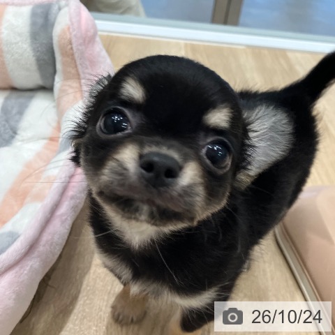 チワワの写真