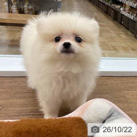 千葉県のポメラニアン (ペッツワン 千葉ニュータウン店/2026年8月21日生まれ/女の子/クリーム)の子犬の3枚目の画像
