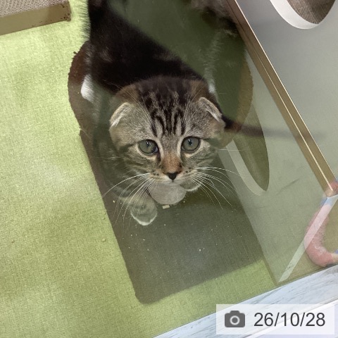 沖縄県のスコティッシュフォールド (ペットプラス 沖縄ライカム店/2026年8月14日生まれ/男の子/ブラウンタビーホワイト)の子猫の4枚目の画像