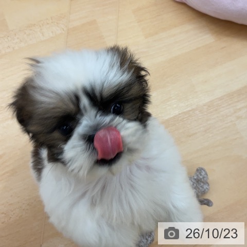 シー・ズーの写真