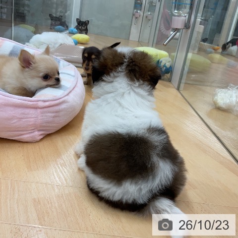 シー・ズーの写真