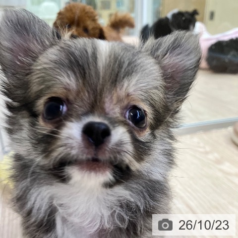 チワワの写真
