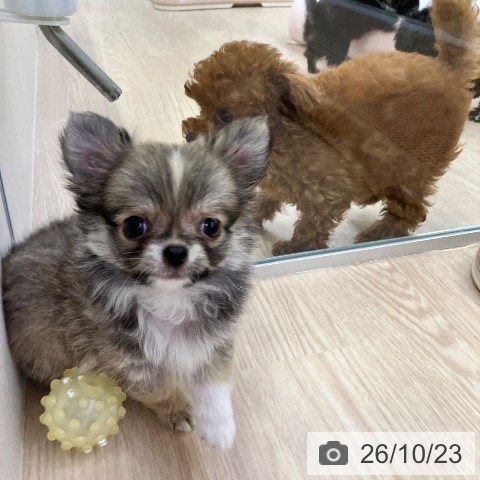 チワワの写真