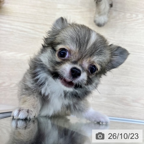 チワワの写真
