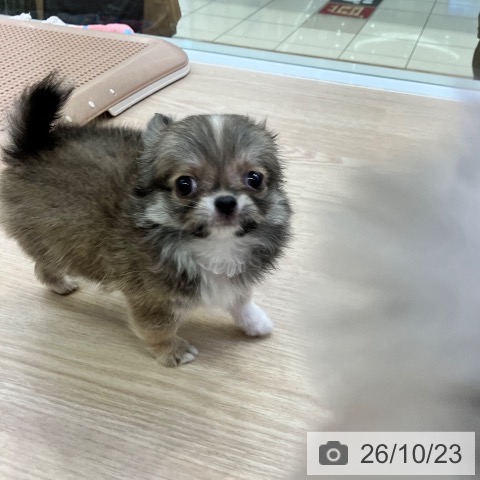 チワワの写真