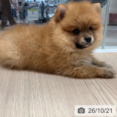 愛知県のポメラニアン (ペットプラス イオンモール長久手店/2026年8月21日生まれ/女の子/オレンジ)の子犬の3枚目の画像