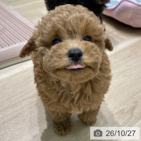 愛知県のトイプードル(トイ) (ペットプラス 則武新町店/2026年8月21日生まれ/男の子/レッドフォーン)の子犬の3枚目の画像