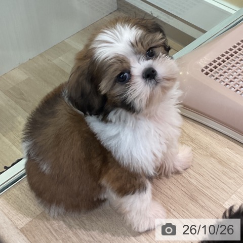 愛知県のシーズー (ペットプラス 岡崎店/2026年8月23日生まれ/男の子/ゴールドホワイト)の子犬の3枚目の画像