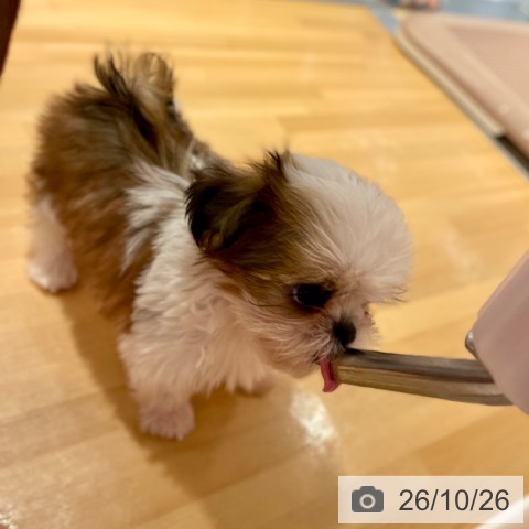 シー・ズーの写真