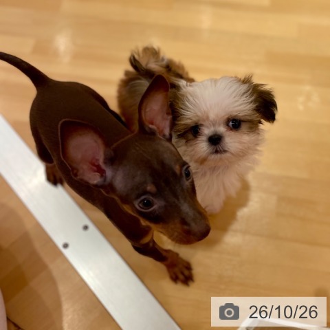 シー・ズーの写真