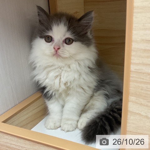 愛知県のマンチカン (ペットプラス 岡崎店/2026年8月20日生まれ/男の子/ブルーホワイト)の子猫の4枚目の画像