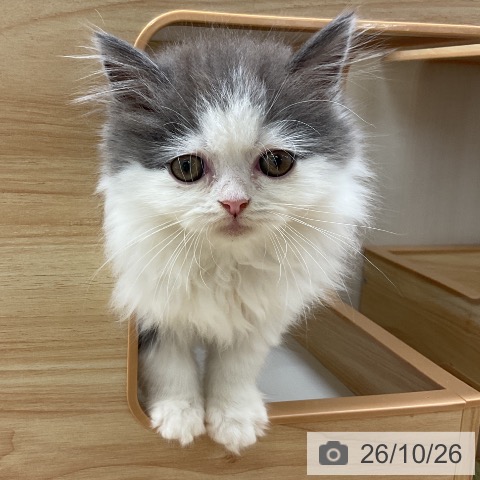 愛知県のマンチカン (ペットプラス 岡崎店/2026年8月20日生まれ/男の子/ブルーホワイト)の子猫の3枚目の画像