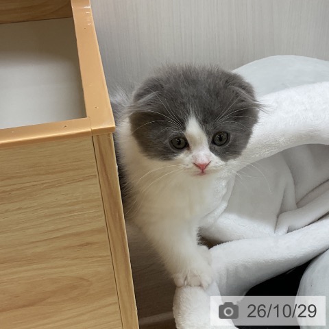 愛知県のスコティッシュフォールド (ペットプラス 岡崎店/2026年8月23日生まれ/男の子/ブルーホワイト)の子猫の3枚目の画像