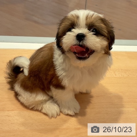 三重県のシーズー (ペットプラス 東員店/2026年8月18日生まれ/男の子/ゴールドホワイト)の子犬の3枚目の画像