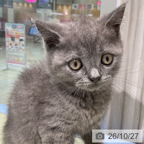 愛知県のブリティッシュショートヘアー (ペットプラス ナゴヤドーム前店/2026年8月19日生まれ/男の子/ブルー)の子猫の4枚目の画像