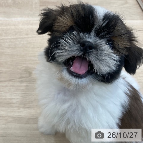 愛知県のシーズー (ペットプラス 熱田店/2026年8月14日生まれ/女の子/ゴールドホワイト)の子犬の3枚目の画像