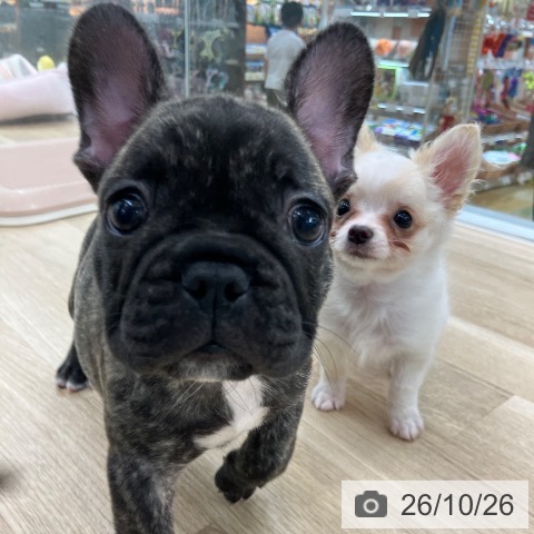 フレンチ・ブルドッグの写真