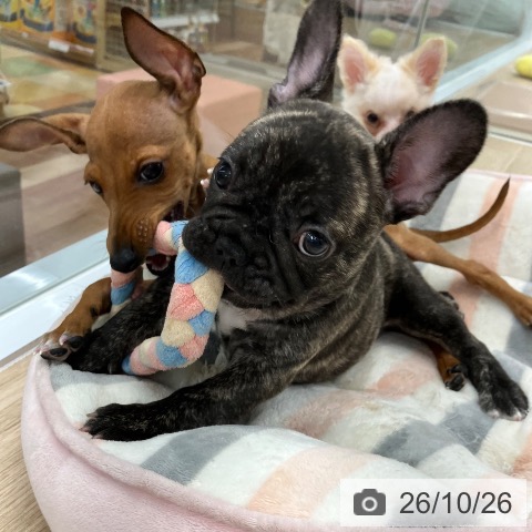 フレンチ・ブルドッグの写真
