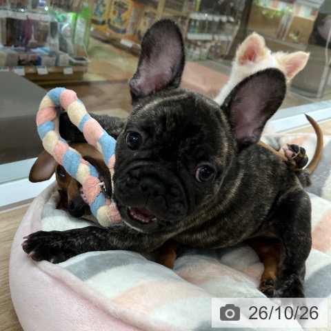 フレンチ・ブルドッグの写真